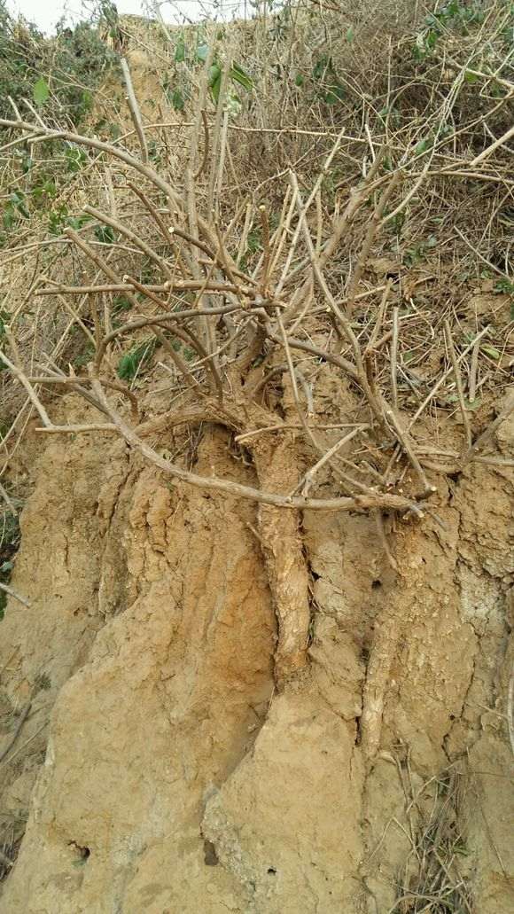 这个季节怎样保存枸杞下山桩 图片