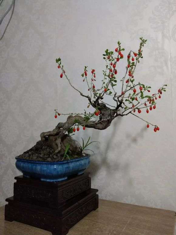 这个季节怎样保存枸杞下山桩 图片