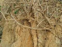 这个季节怎样保存枸杞下山桩 图片