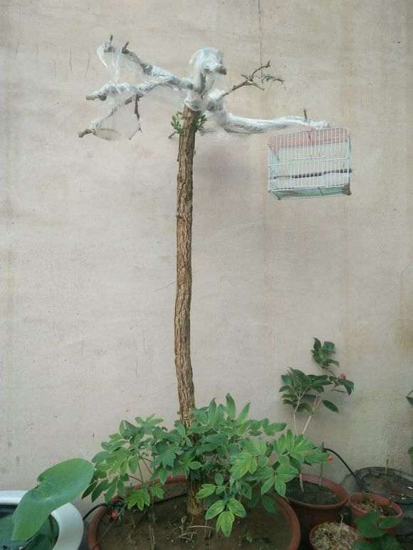 70块钱买的枸杞下山桩 是不是打水漂了呀