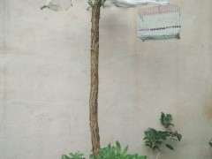 70块钱买的枸杞下山桩 是不是打水漂了呀