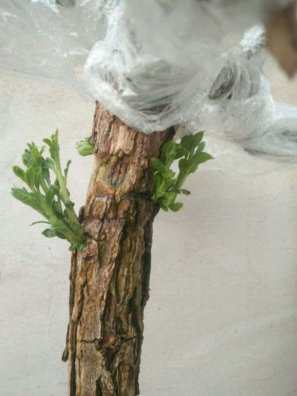 问下枸杞下山桩必须阳光充足吗 图片