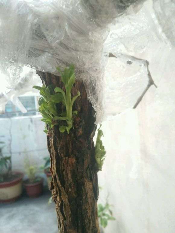 问下枸杞下山桩必须阳光充足吗 图片