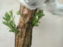 问下枸杞下山桩必须阳光充足吗 图片