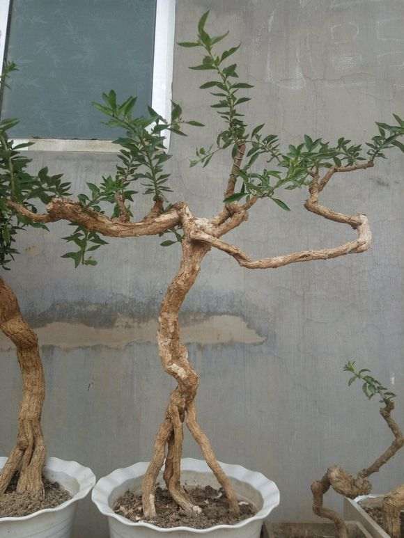 枸杞下山桩的根要多深才能够活 图片