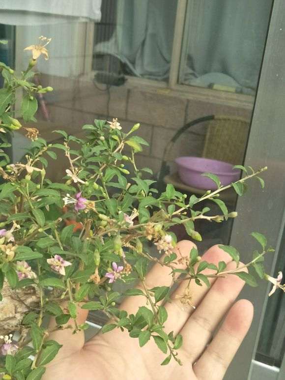 为什么枸杞下山桩要摘叶催芽 图片