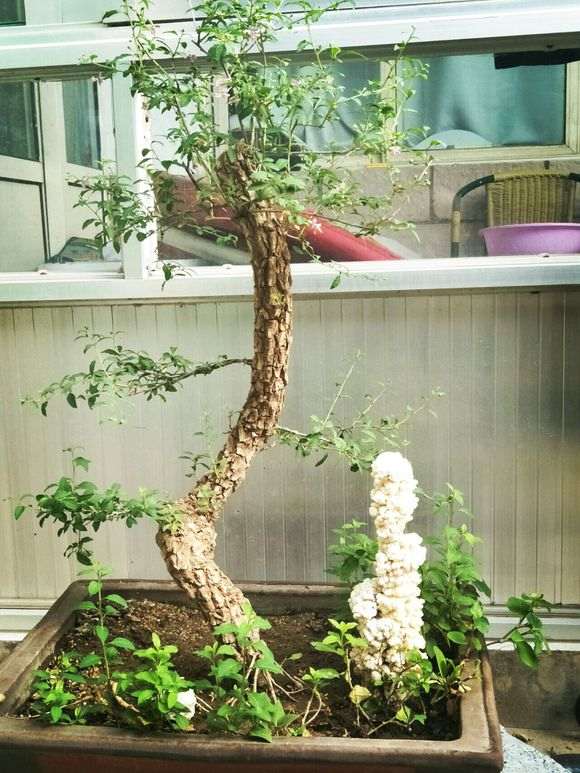 为什么枸杞下山桩要摘叶催芽 图片