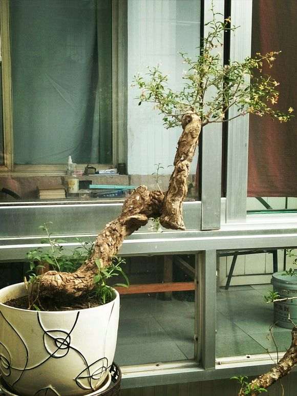 为什么枸杞下山桩要摘叶催芽 图片