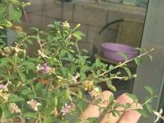 为什么枸杞下山桩要摘叶催芽 图片