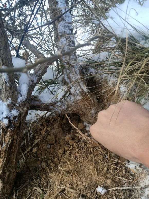怕这个季节枸杞下山桩不活 没敢挖 图片
