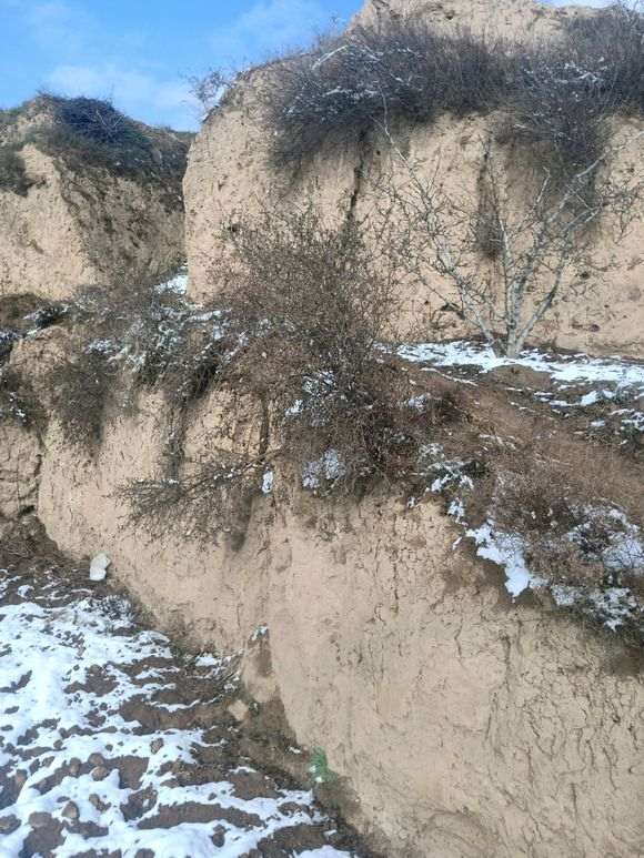 怕这个季节枸杞下山桩不活 没敢挖 图片