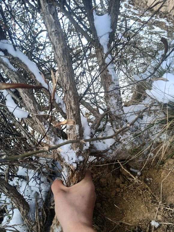 怕这个季节枸杞下山桩不活 没敢挖 图片