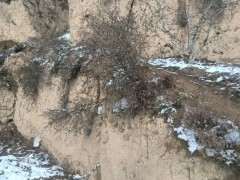 怕这个季节枸杞下山桩不活 没敢挖 图片