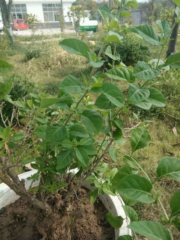 枸杞下山桩开花了 要不要在受粉 图片