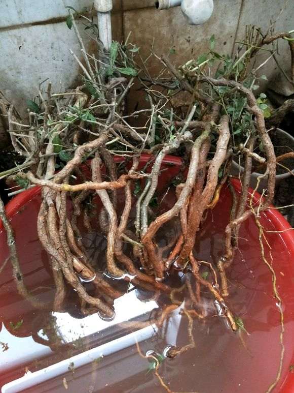 制作附石的枸杞下山桩 有什么注意 图片