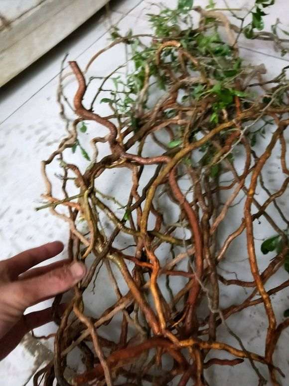 制作附石的枸杞下山桩 有什么注意 图片