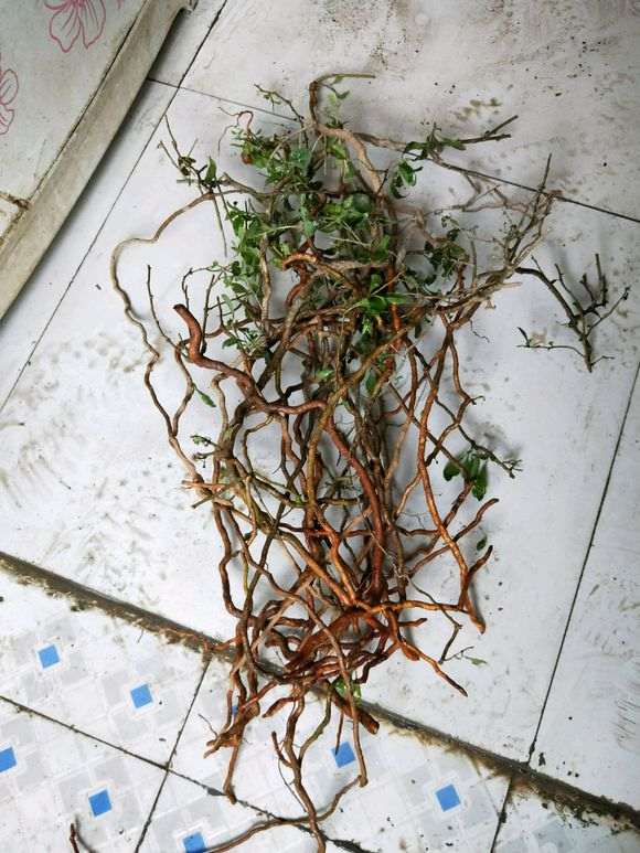 制作附石的枸杞下山桩 有什么注意 图片