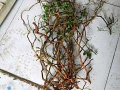 制作附石的枸杞下山桩 有什么注意 图片