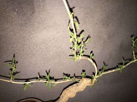枸杞下山桩刚发芽 为什么第二天就死了