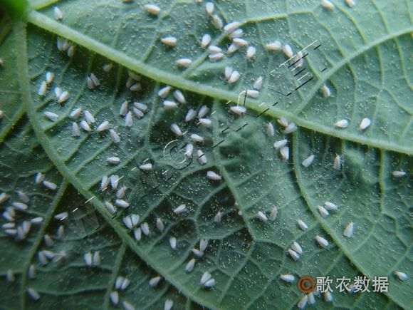 枸杞下山桩的白粉虱病 怎么办 图片