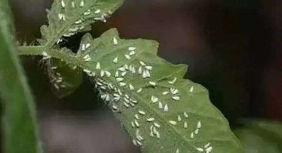 枸杞下山桩的白粉虱病 怎么办 图片