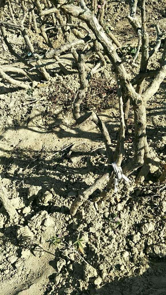 什么枸杞下山桩有直杆的 也有弯曲的