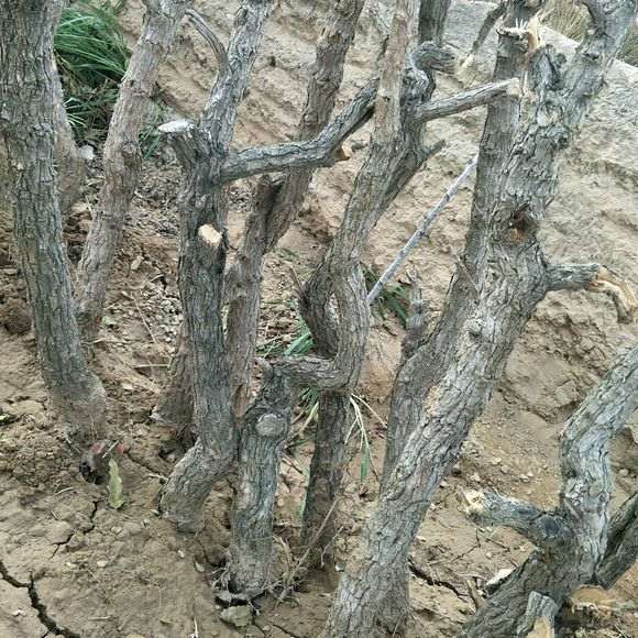 什么枸杞下山桩有直杆的 也有弯曲的