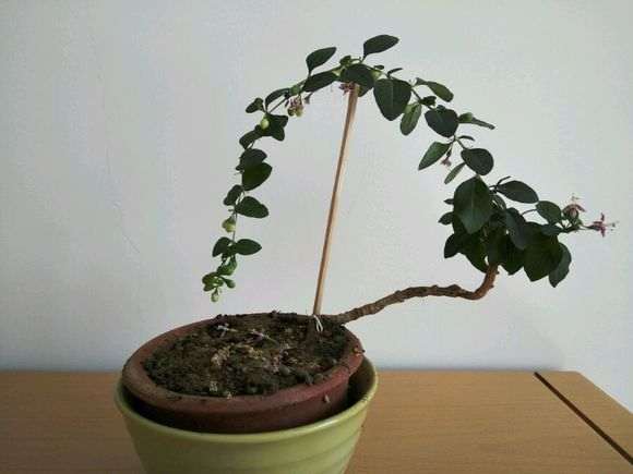 枸杞下山桩这花怎么干了 没授粉吗 图片