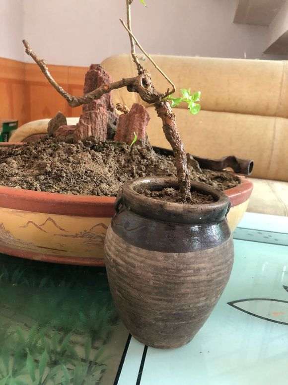 枸杞下山桩移栽好几次 每天喷好多次水