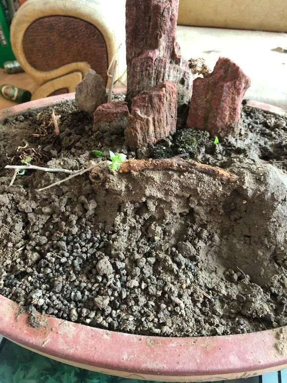 枸杞下山桩移栽好几次 每天喷好多次水
