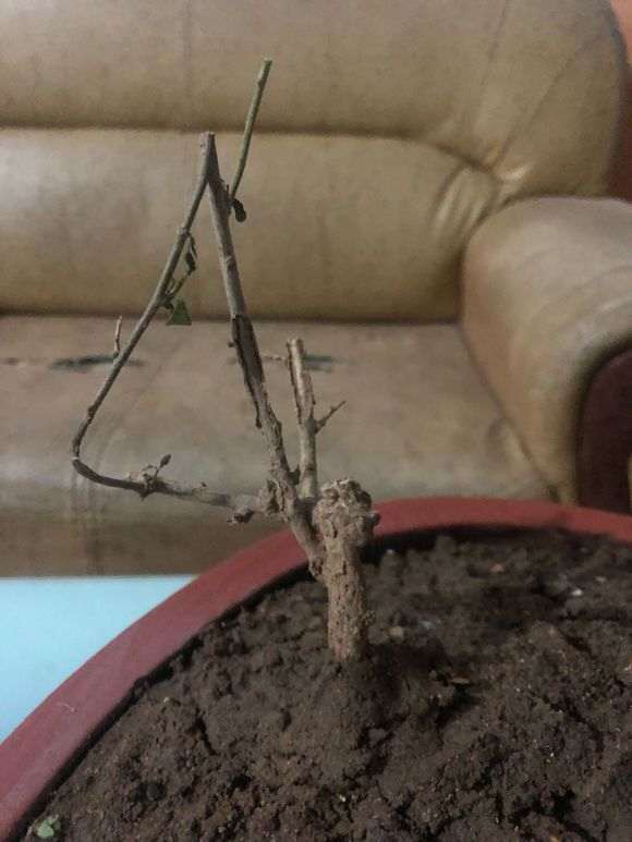 枸杞下山桩移栽好几次 每天喷好多次水