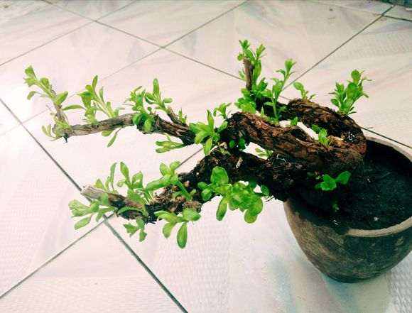 枸杞下山桩真漂亮 不仅老 还有型 图片