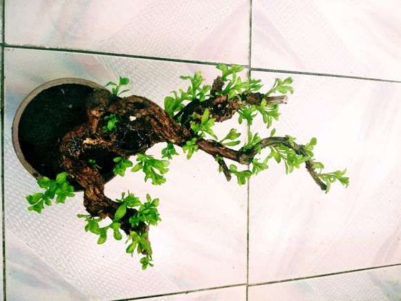 枸杞下山桩真漂亮 不仅老 还有型 图片