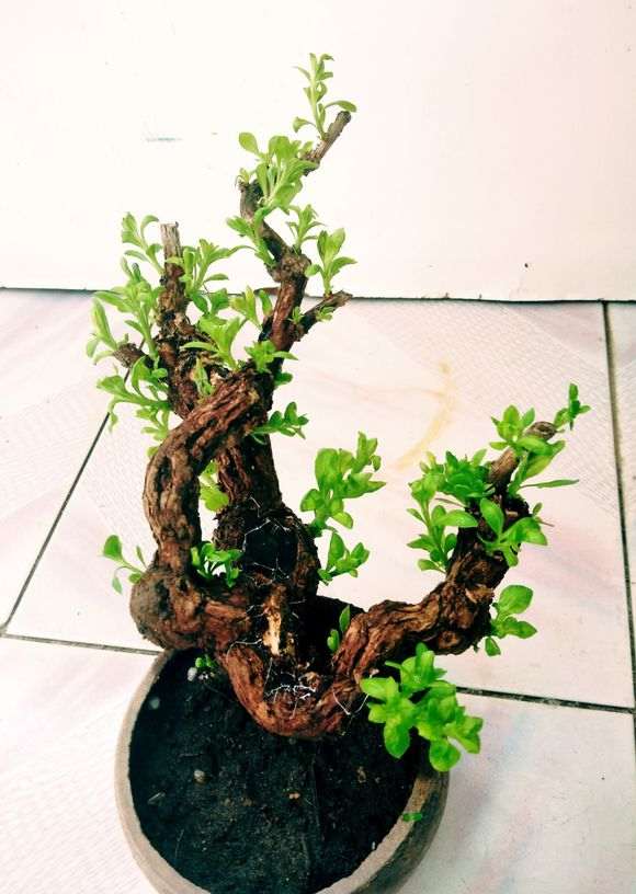 枸杞下山桩真漂亮 不仅老 还有型 图片