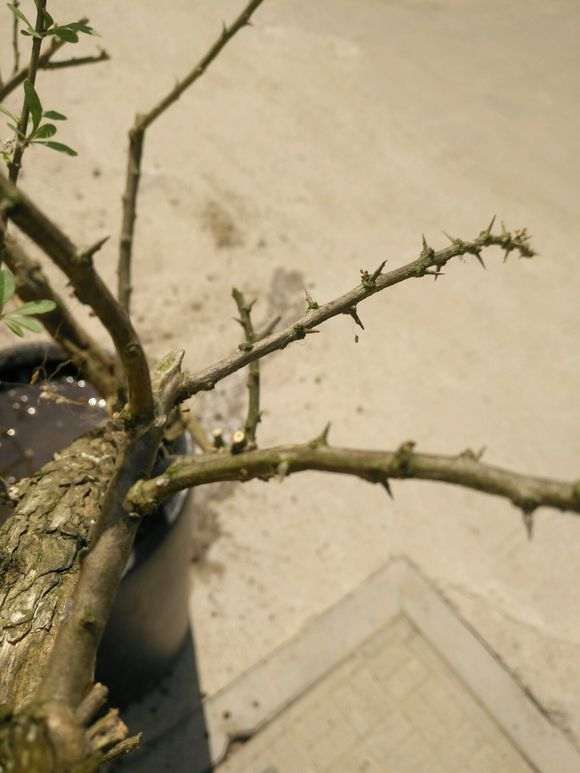 为什么枸杞下山桩都是长刺的 图片