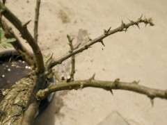 为什么枸杞下山桩都是长刺的 图片