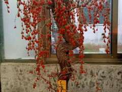 怎么人工培育的枸杞下山桩的方法 图片