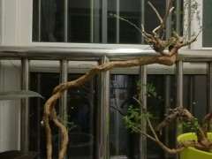 为什么枸杞下山桩总感觉不协调 图片