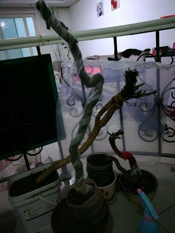 枸杞下山桩倒栽后 自己发芽了 图片