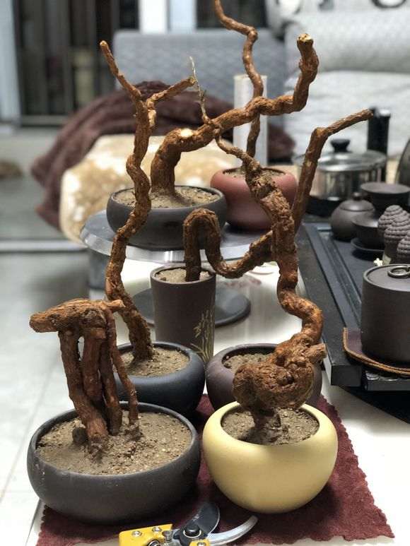 上盆几颗枸杞下山桩 套袋等发芽 图片