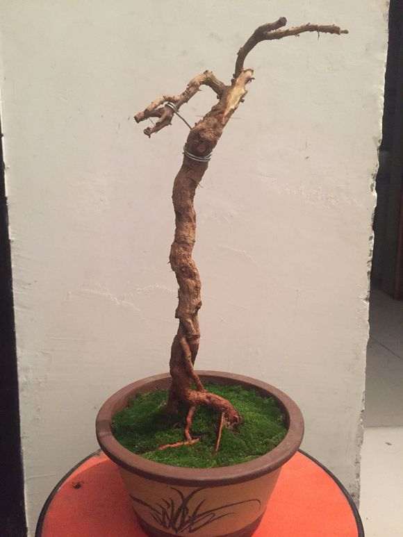 枸杞下山桩的根都是个大独杆 怎么养