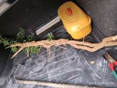 枸杞下山桩的根都是个大独杆 怎么养