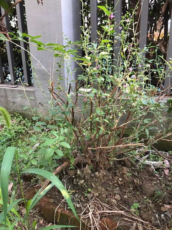 枸杞下山桩小品怎么修剪的方法 图片