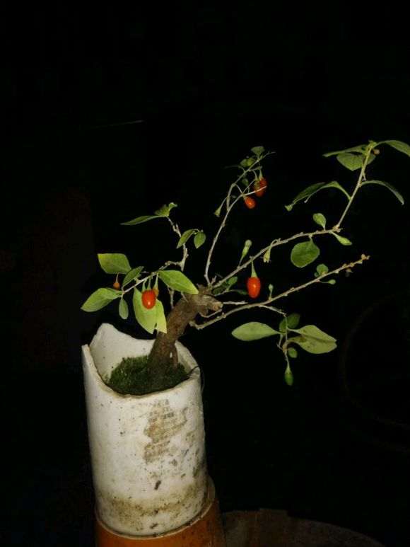 枸杞下山桩小品怎么修剪的方法 图片