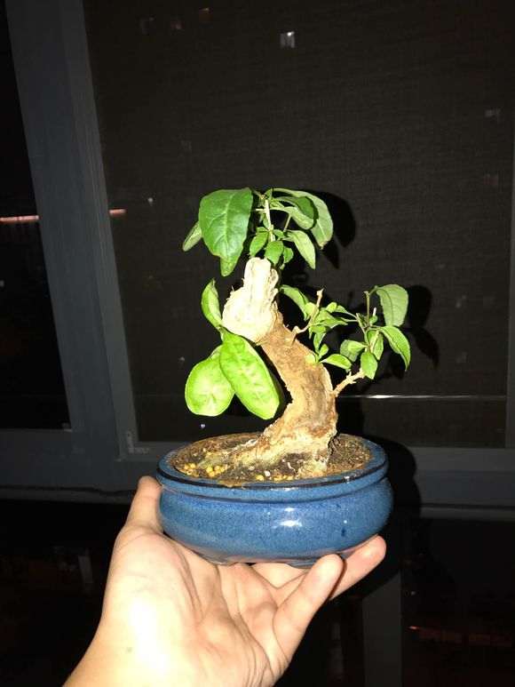 枸杞下山桩小品怎么修剪的方法 图片