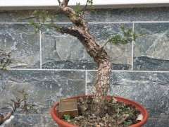 为什么今年枸杞下山桩的顶枝死了 图片