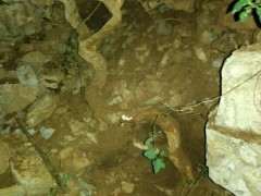 怎么截桩水培的枸杞下山桩 图片