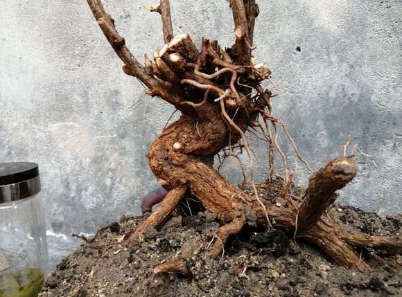 卖枸杞下山桩的 到底是怎么骗人的 图片