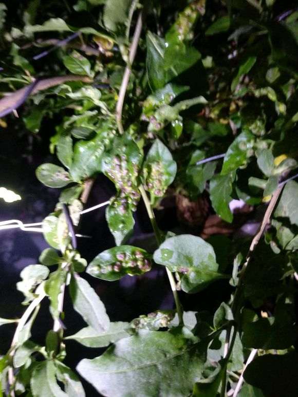 枸杞下山桩叶子怎么喷药 预防虫害 图片