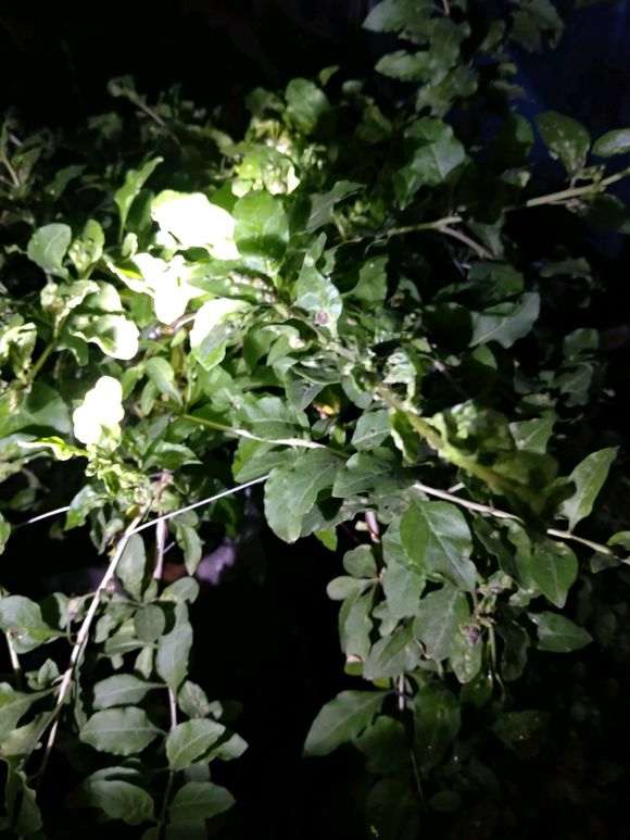 枸杞下山桩叶子怎么喷药 预防虫害 图片